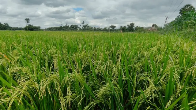 விவசாயிகள் போராட்டம்