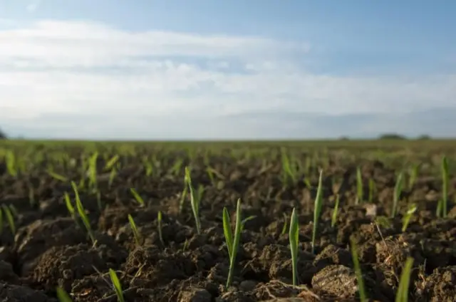 आधुनिक शेतीमुळे जमिनीत पोषक तत्वांची कमतरता निर्माण होऊ शकते. याचा परिणाम शेतात उगवणाऱ्या पिकांमधील मॅग्नेशियमच्या प्रमाणावर होऊ शकतो.
