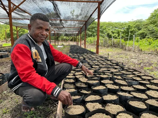 Penanaman kembali di Papua