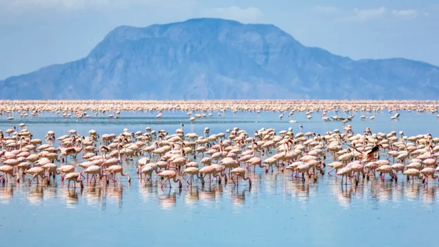 Des flamants nains sur la berge du lac Natron