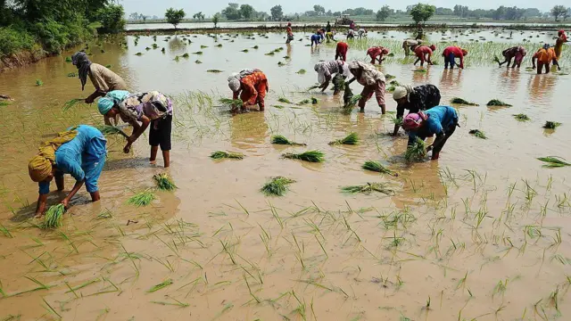 ਝੋਨੇ ਦੀ ਲੁਆਈ