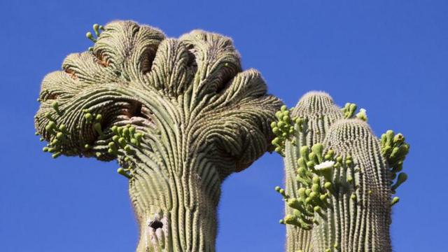Dois cactos. O que aparece à esquerda tem formato incomum, como o da copasite de apostas como funcionauma árvore