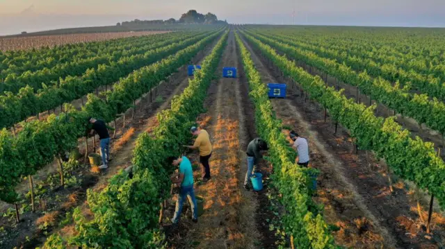 شراب سازی تابور