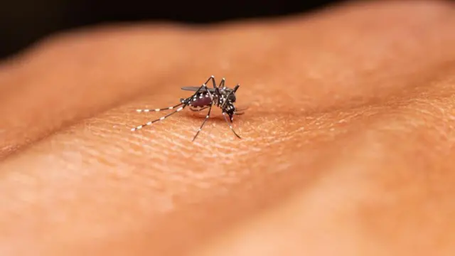 డెంగీ, దోమలు, జ్వరం, వర్షం నీళ్లు