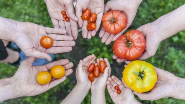 தக்காளி