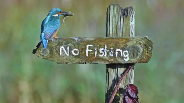 Simbira nama mallattoo kana dhaabeetti qoosaa jirtu