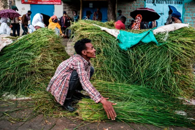 የሚጎዘጎዝ ሳር 