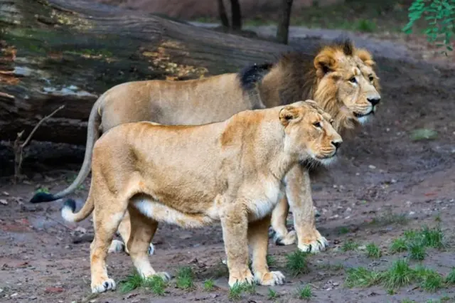 குஜராத், கிர் காடு, சிங்கங்களின் வாழ்க்கை