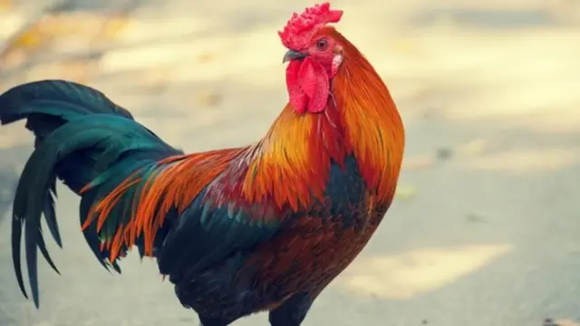 కోడి, చరిత్ర, సంక్రాంతి, కోడి పందేలు, కుక్కుట శాస్త్రం, భారత్, కోళ్లు
