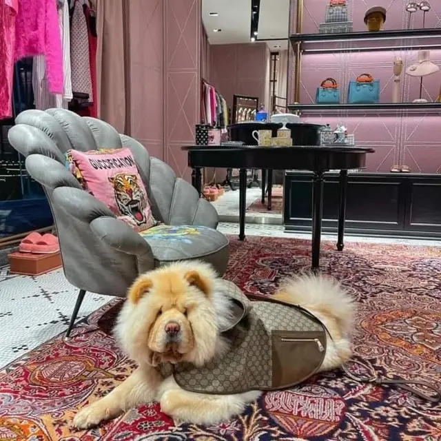 ลูน่า สุนัขสวมเสื้อกุชชี่