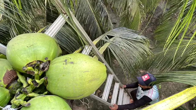 ગુજરાત, બીબીસી ગુજરાતી, નાળિયેરીની ખેતી, જૂનાગઢ, ગીર સોમનાથ, ગુજરાતની ખેતી, નાળિયેરી કેવી રીતે ઊગે, નાળિયેર પાણી