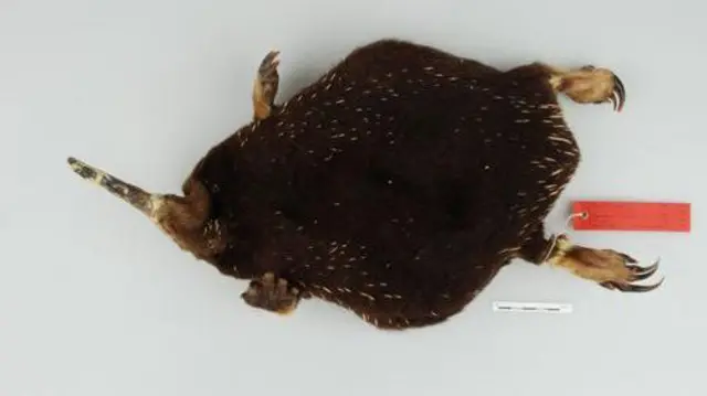 echidna, ekidna, Papua, Cycloop, keragaman hayati, pegunungan, hutan, spesies, ilmuwan