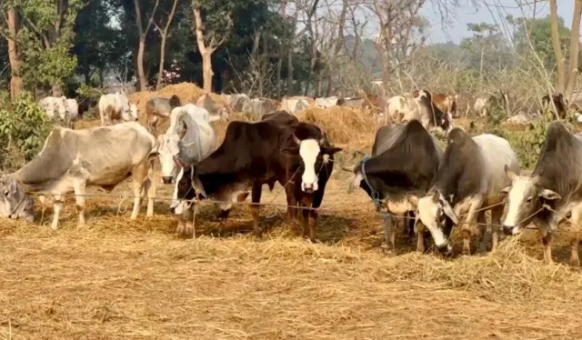 बाँकेमा गाईगोरु