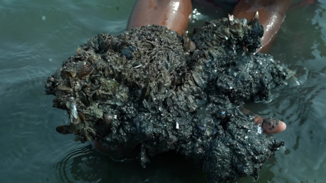 தமிழ்நாடு: மீனவர்களை ஆபத்தில் தள்ளும் கடல் உயிரினம் – அமெரிக்க கப்பலில் சென்னை வந்ததா?