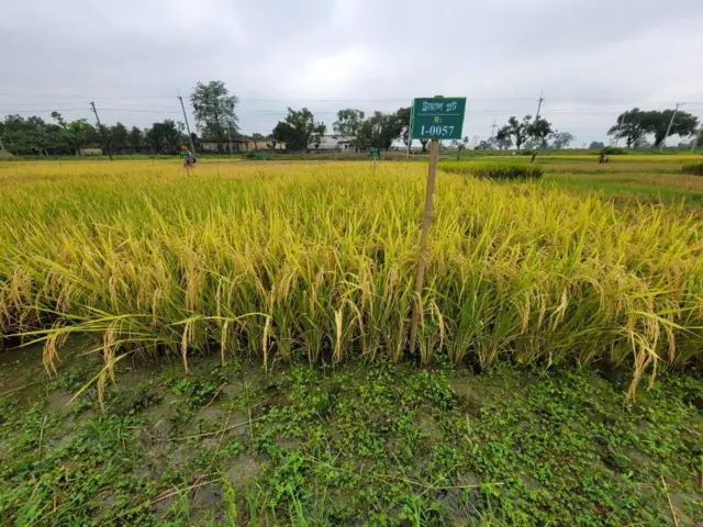 ২০২৫ সালের মে মাসের পর এই দুই প্রজাতির ধানের চাল বাজারে আসবে