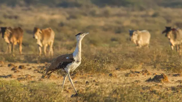 કચ્છ, વન, જંગલ, પર્યાવરણ, રાજસ્થાન, ગુજરાત, કચ્છમાં ઘોરાડના બચ્ચાનો જન્મ, ખડમોર, ઘોરાડ, બીબીસી ગુજરાતી