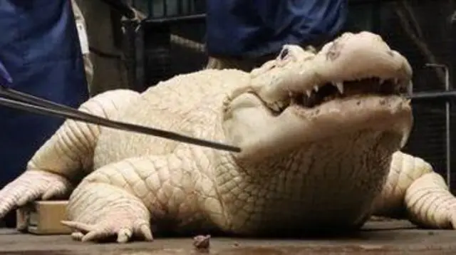 Thibodaux. a 36-year-old white alligator, had 70 coins removed from his stomach