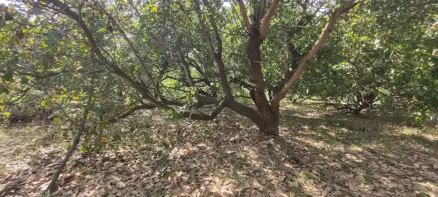 ముడసర్లోవలోని శ్రీకృష్ణాపురం