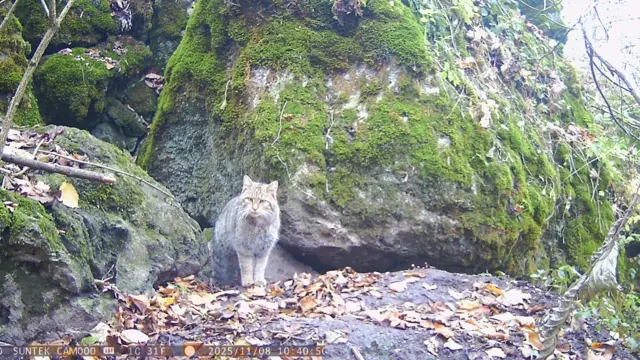 Кіт на камінні, дивиться у камеру