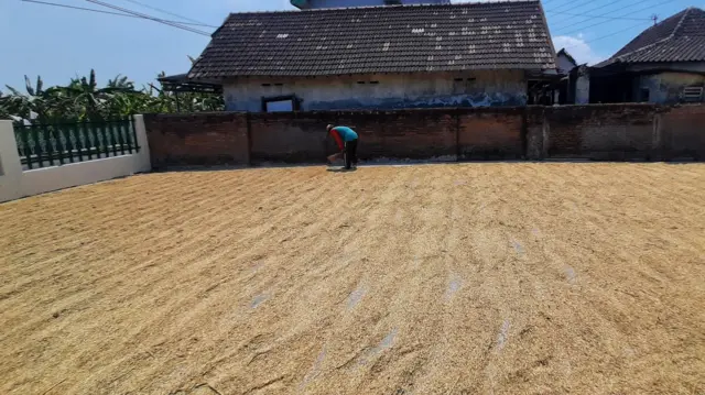 harga beras hari ini