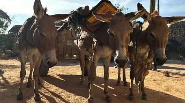 الحمير الكادحة تسحب عربة