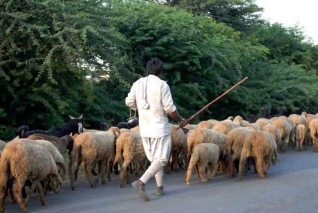 గొర్రెలు