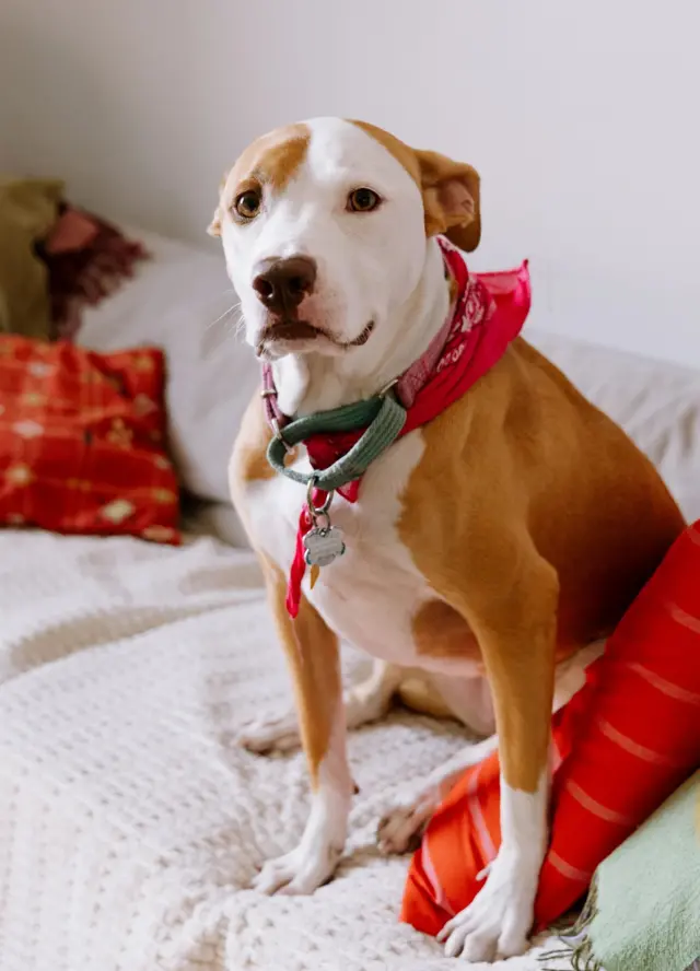 Великий пітбультерʼєр з хусточкою на шиї сидить на дивані 