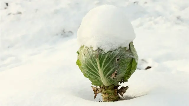 Кочан капусты под снегом