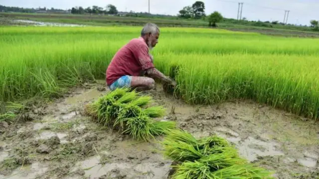 அசாம்: மாட்டுக் கறியை மாநில அரசு தடை செய்தது ஏன்? அதன் எதிர்வினை என்ன?