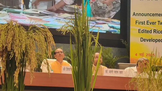 வேளாண்மை, விவசாயம், விவசாயி, அரிசி, நெல், விதை, பயிர், மரபணு மாற்றப்பட்ட விதை