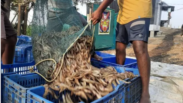 రొయ్యలు