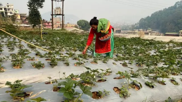 आफ्नो बारीमा महिला किसान