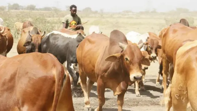 Mchungaji Robert Ngukuu amesema kuwa hatachanja mifugo yake kwani kila mtu anapinga wazo hilo katika eneo lake la kaunti ya Nakuru.