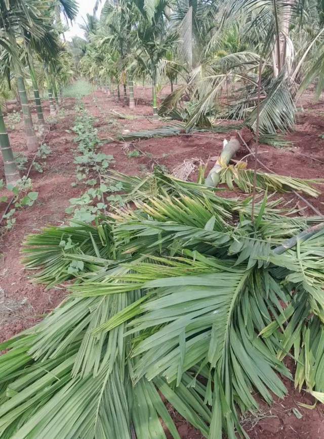 யானை-மனித மோதல், ரோலக்ஸ் யானை, கோவை யானை பிரச்னை