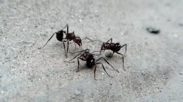 કીડીઓ, વિજ્ઞાન, જીવશાસ્ત્ર, કીટકો, પ્રાણીઓ, સંશોધન, બીબીસી ગુજરાતી