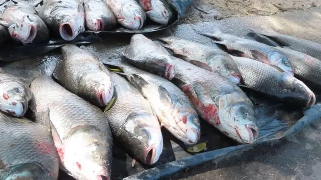 இலங்கை, அம்பாறை, கணையான் மீன்கள்