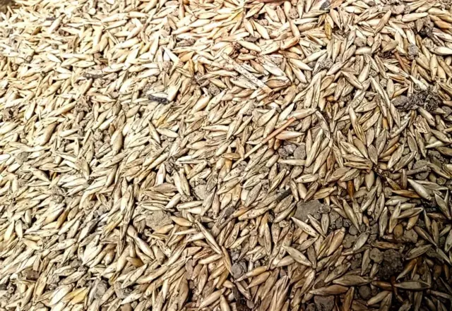 গম আকৃতির কাটাবাঁশের বীজ। 