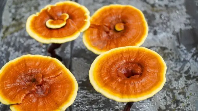 रात्री उशिरापर्यंत मोबाईल आणि आता झोपेसाठी चॉकलेट? पण तज्ज्ञ काय म्हणतात? 