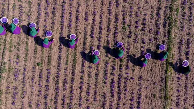 زنان در حال جمعآوری زعفران در هرات 