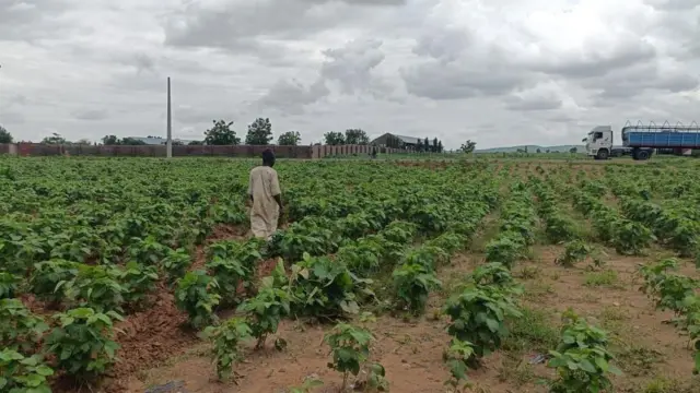 Gonar Waken suya a Zamfara