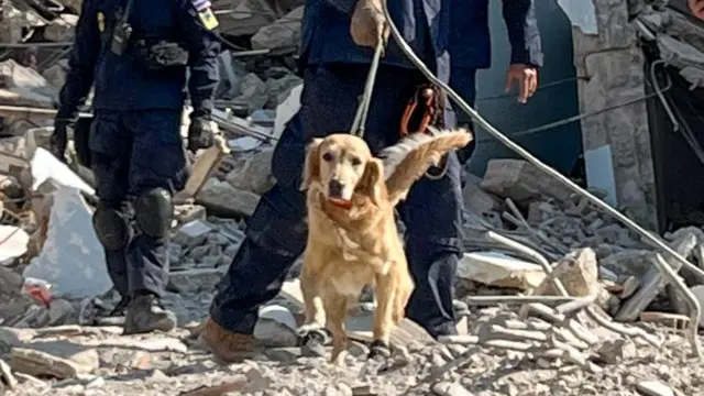 การทำงานของสุนัขกู้ภัยไทย