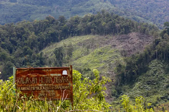 Pembangunan perkebunan kelapa sawit baru di kaki Taman Nasional Gunung Leuser.