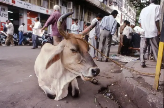 ਗਾਵਾਂ ਦੇ ਅੰਕੜੇ 