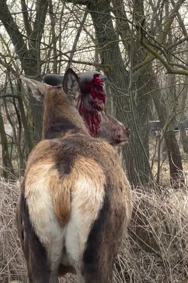 Олень із закривавленою головою