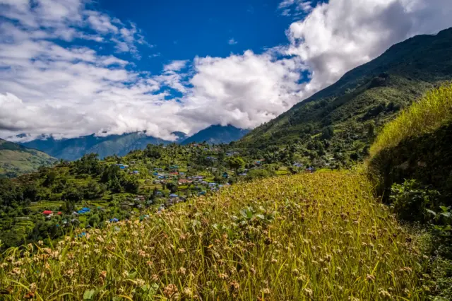 कोदो बाली 