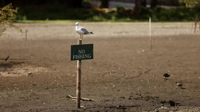 Птица сидит на табличке в надписью No fishing посреди высохшего пруда
