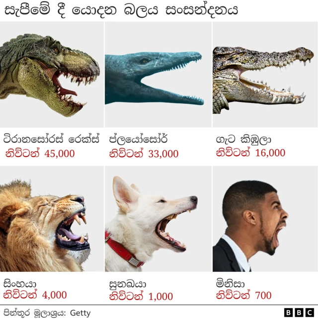 bite force comparison