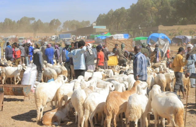 ውዕሎ ዕዳጋ ጤለ-በጊዕ ከባቢ ማይተመናይ-ፓራዲዞ