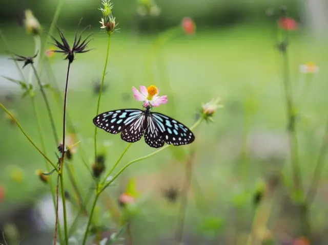 பட்டாம்பூச்சிகள் வலசை, மேற்குத் தொடர்ச்சி மலைகள், இயற்கை, சுற்றுச்சூழல் 