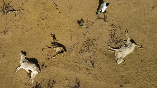 በድርቅ ምክንያት የሞቱ የምስራቅ አፍሪካ ከብቶች